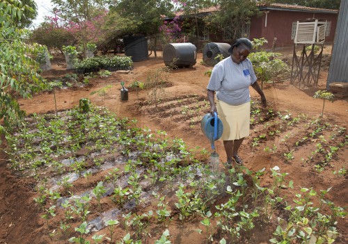 Gemueseanbau in Kenia|Vegetable gardening in Kenya