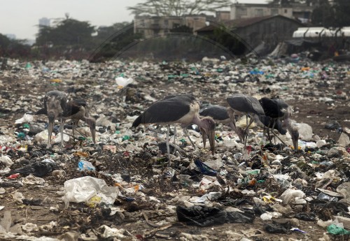 Marabus auf Muellhalde in Nairobi|Marabou storks on a garbage dump in Nairobi