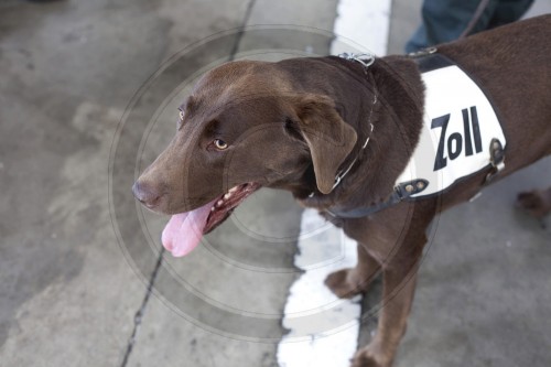 Schnueffelhund beim  Zoll in Frankfurt