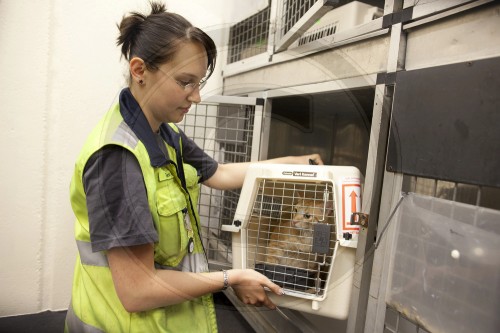 Tiere als Frachtpaket