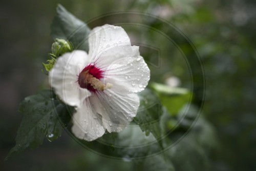 Hibiskusbluete