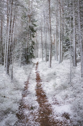 Winterwald