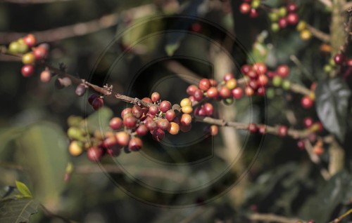 Fair Trade Kaffeeplantage in Costa Rica