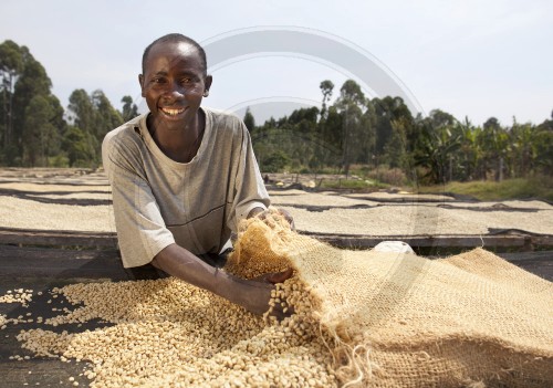 Drying coffee beans in Kenya. Embu, Africa. 16.01.2012