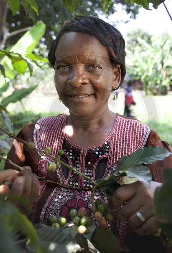 Coffee growing in Kenya. Embu, Africa. 16.01.2012