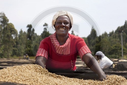 Drying coffee beans in Kenya. Embu, Africa. 16.01.2012