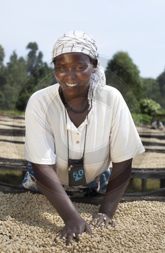 Drying coffee beans in Kenya. Embu, Africa. 16.01.2012