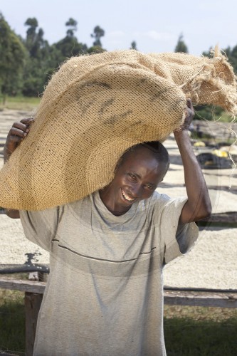 Drying coffee beans in Kenya. Embu, Africa. 16.01.2012