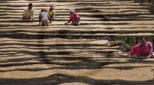 Drying coffee beans in Kenya. Embu, Africa. 16.01.2012