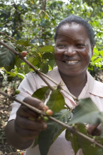 Coffee growing in Kenya. Embu, Africa. 16.01.2012