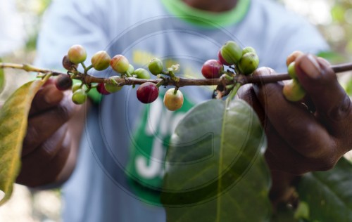 Picking coffee in Kenya. Embu, Africa. 16.01.2012