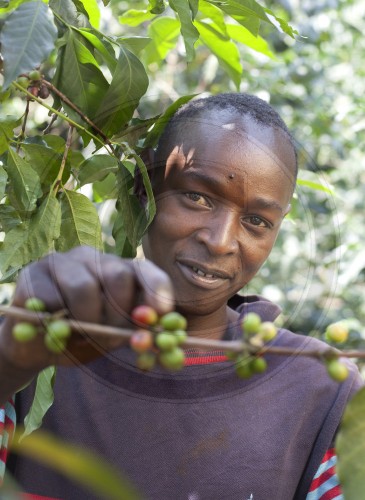 Coffee growing in Kenya. Embu, Africa. 16.01.2012