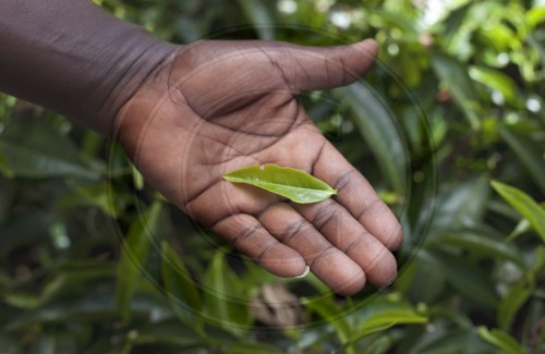 Tea cultivation in Kenya, Africa. 17.01.2012