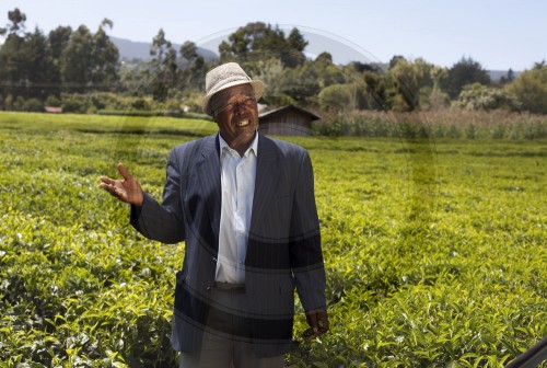 Tea cultivation  in Kenya, Africa. 17.01.2012