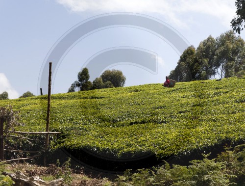 Tea cultivation  in Kenya, Africa. 17.01.2012