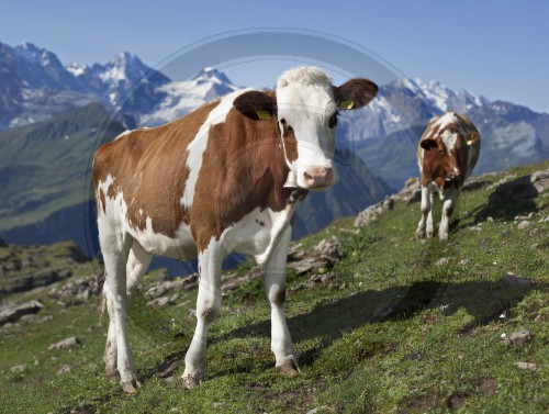 Wandern in den Alpen