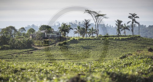 Teeplantage bei Buea