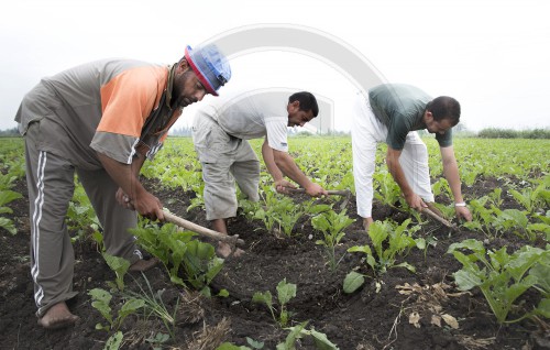 Landwirte im Nildelta, Region Kafr el Sheikh