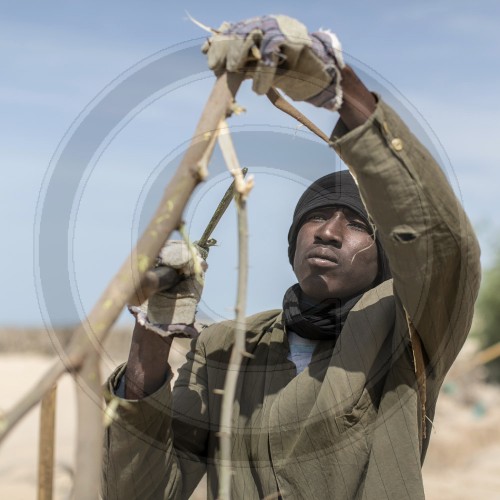 Befestigungsarbeiten fuer einen natuerlichen Duenenguertel in Mauretanien