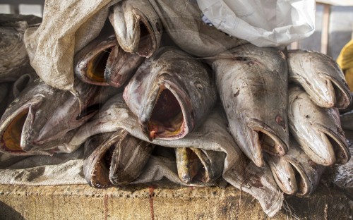 Fischmarkt in Mauretanien