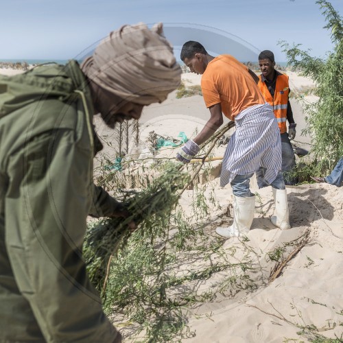 Befestigungsarbeiten fuer einen natuerlichen Duenenguertel in Mauretanien