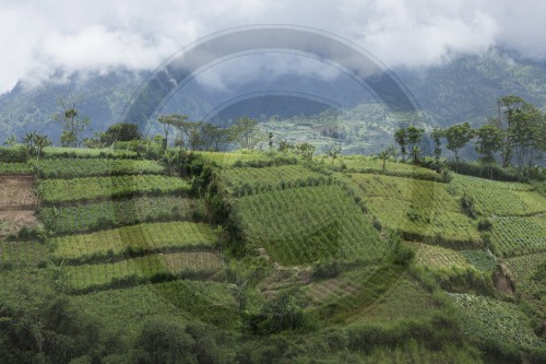 Landbau in Indonesien