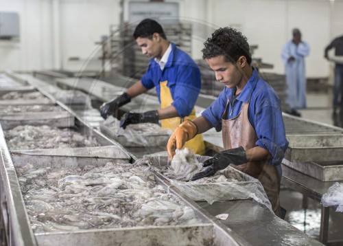 Fischfabrik in Mauretanien