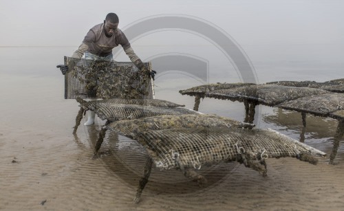 Austernzucht in Mauretanien
