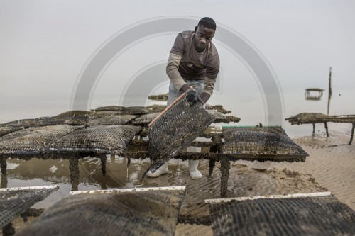 Austernzucht in Mauretanien