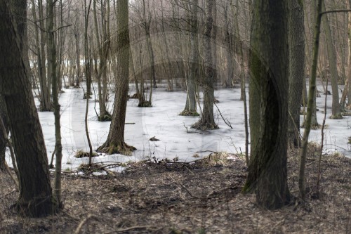 Wald mit Schnee