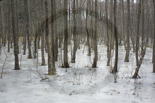 Wald mit Schnee