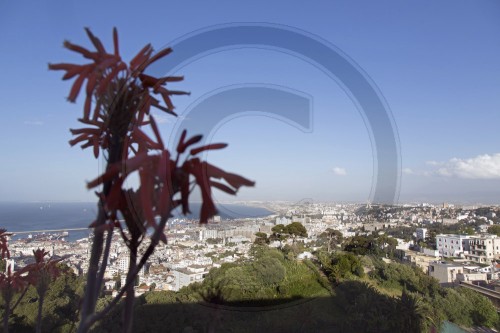 Algier