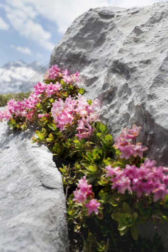 Aplenrose im Steinernen Meer