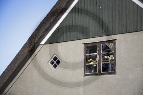 Blumen im Fenster