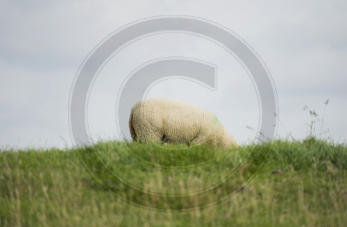 Schaf ohne Kopf