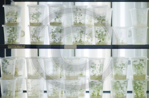 Pflanzen-Forschung im Biologie-Labor