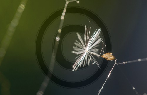 Samen eines Korbbluetlers in einem Spinnennetz