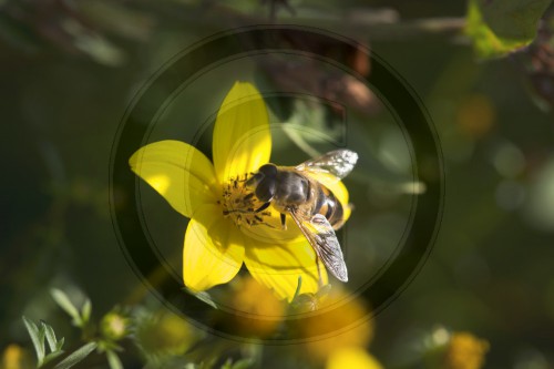 Honigbiene, apis melifera