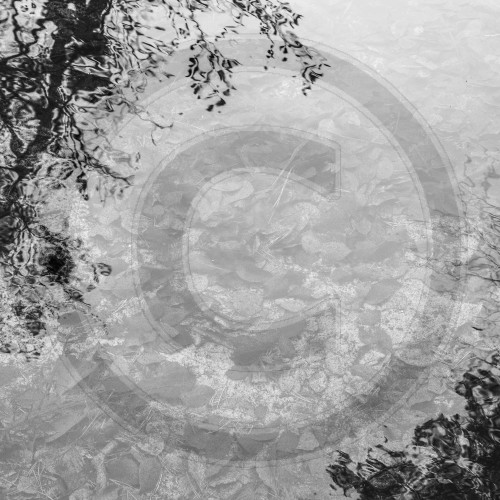 Nahaufnahme von Herbstlaub im Wasser