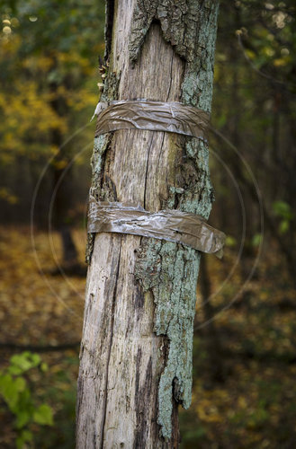 Baumstamm mit Klebeband im Landschaftsschutzgebiet in Brandenburg