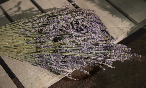 Bund Lavendel