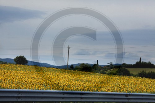 Sonnenblumenfeld in Italien