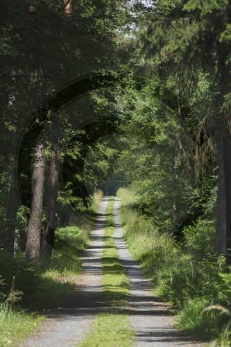 Waldweg