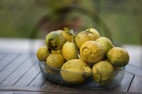 Zitronen aus Menton
