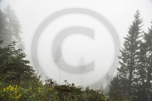 Nebelstimmung im Nadelwald