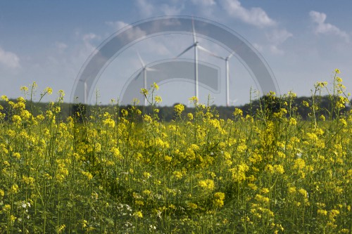 Raps vor Windkraftanlagen