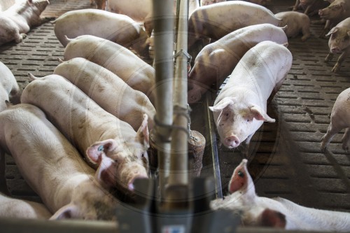 Schweinemastbetrieb in Essen