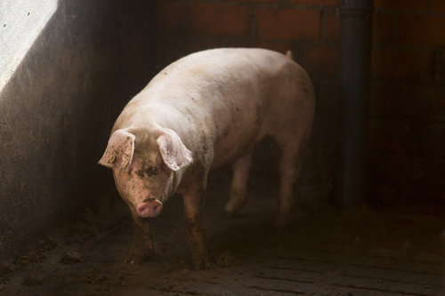 Schweinemastbetrieb in Essen