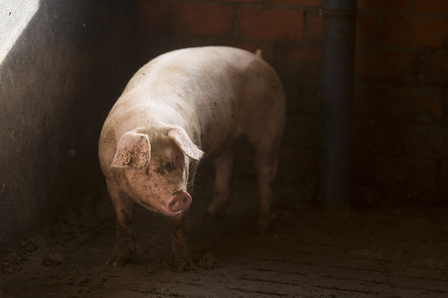 Schweinemastbetrieb in Essen