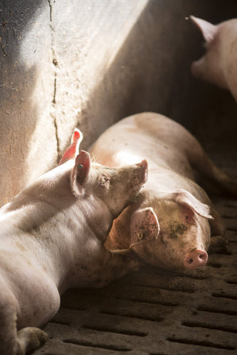Schweinemastbetrieb in Essen